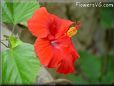 red hibiscus  picture