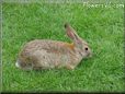 bunny rabbit wallpaper