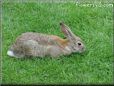 bunny rabbit pictures