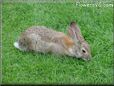 bunny rabbit photos