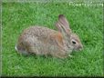 bunny rabbit backgrounds