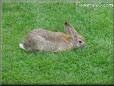 bunny rabbit wallpapers