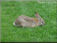 bunny rabbit background