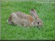 bunny rabbit image