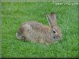 bunny rabbit pics