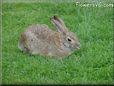 bunny rabbit pic