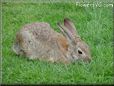bunny rabbit images