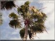 palm tree picture