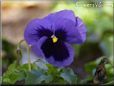 blue pansy picture