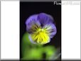 wallpapers pansy