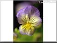 pansy flower picture