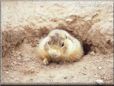 prairie dog photos