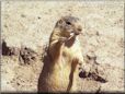 prairie dog wallpapers