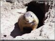 prairie dog pictures