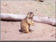 prairie dog animals