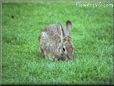 bunny rabbit pet picture