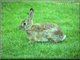 bunny pet photo