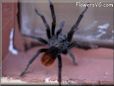 picture tarantula