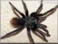 black tarantula