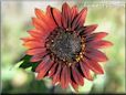 red sunflower picture