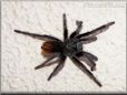 tarantula photo