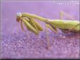 praying mantis