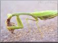 praying mantis eating