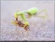 prey mantis