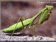praying mantis pet