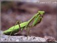 photo of praying mantis