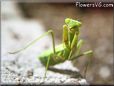 preying mantis insect