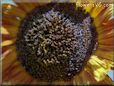 sunflower picture
