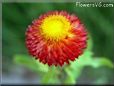 red strawflower picture