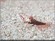 bug grasshopper