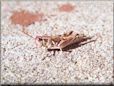 leaf grasshopper