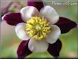 columbine flower picture