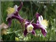 columbine flower picture
