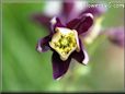 columbine flower picture