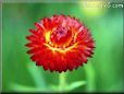 red strawflower picture