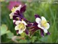 columbine flower picture