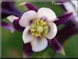 columbine flower picture