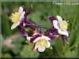 columbine flower picture