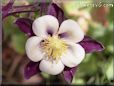 columbine flower picture