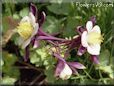 columbine flower picture
