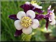 columbine flower picture