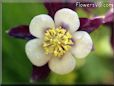 columbine flower picture