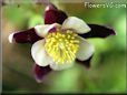 columbine flower picture