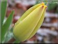 snow yellow tulip flower