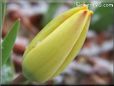 snow yellow tulip flower