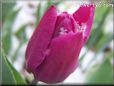 snow purple tulip flower